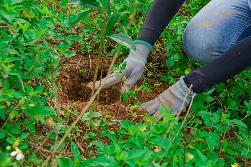 Hòa Bình: Trồng mới 30.000 cây xanh nhằm phục hồi 50 ha rừng tự nhiên