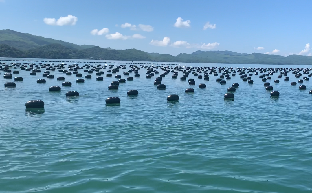 Quảng Ninh: Các nguồn gen quý đang đóng góp vào sự phát triển của ngành nông nghiệp địa phương