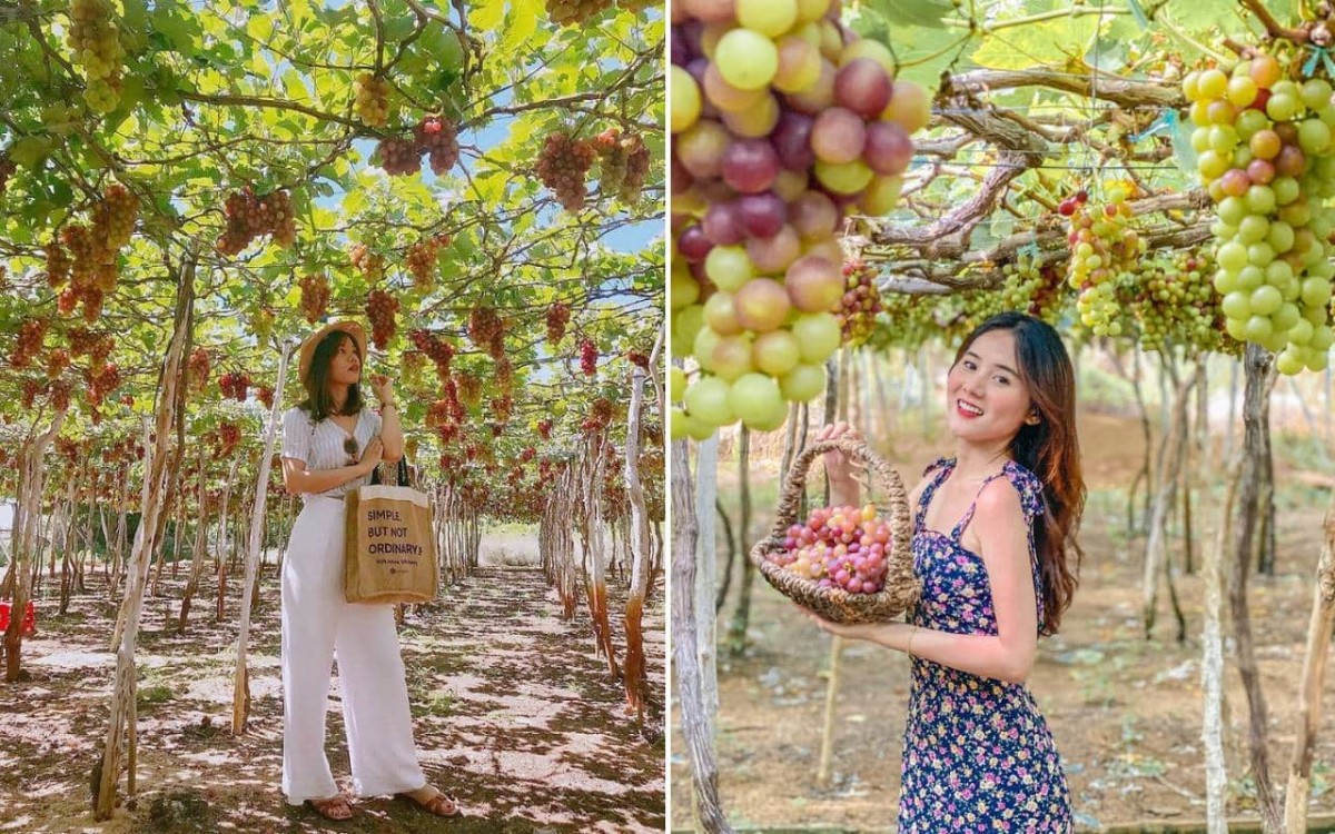 Nho Ninh Thuận - Bản sắc và hơn thế nữa