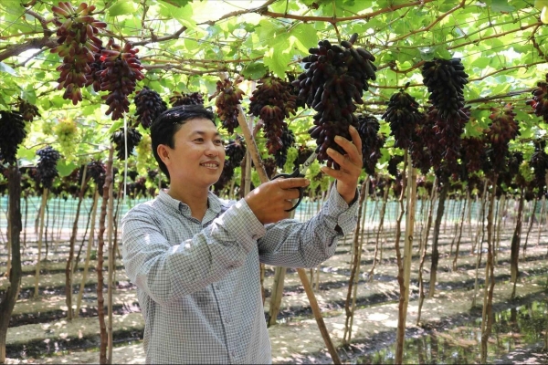 Nho Ninh Thuận - Bản sắc và hơn thế nữa