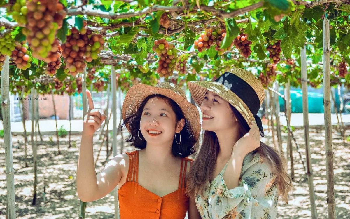 Nho Ninh Thuận - Bản sắc và hơn thế nữa