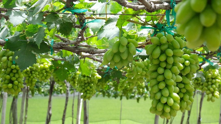 Nho Ninh Thuận - Bản sắc và hơn thế nữa