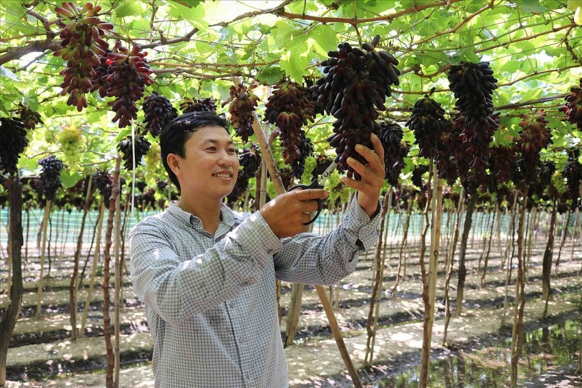 Nho Ninh Thuận - Bản sắc và hơn thế nữa