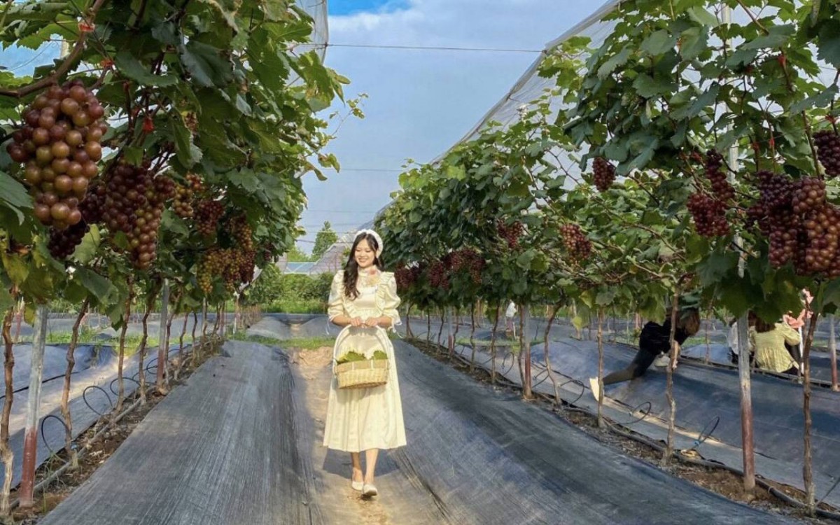 Nho Ninh Thuận - Bản sắc và hơn thế nữa