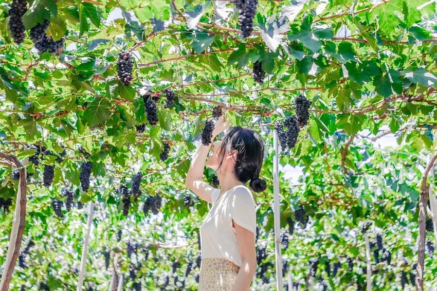 Nho Ninh Thuận - Bản sắc và hơn thế nữa
