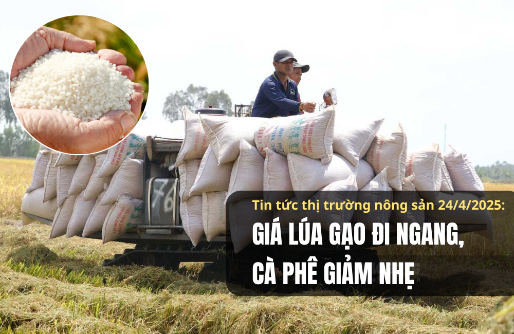 Tin tức thị trường nông sản 24/4/2025: Giá lúa gạo đi ngang, cà phê giảm nhẹ