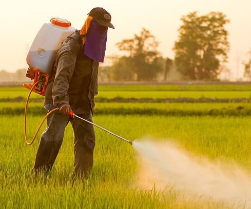 Thái Bình: Nhiều biện pháp tích cực bảo vệ lúa vụ Xuân năm 2025