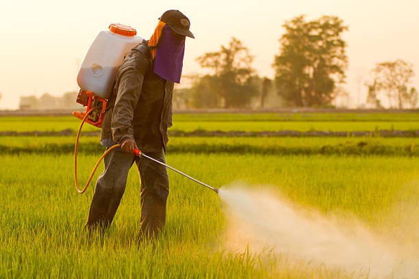 Thái Bình: Nhiều biện pháp tích cực bảo vệ lúa vụ Xuân năm 2025