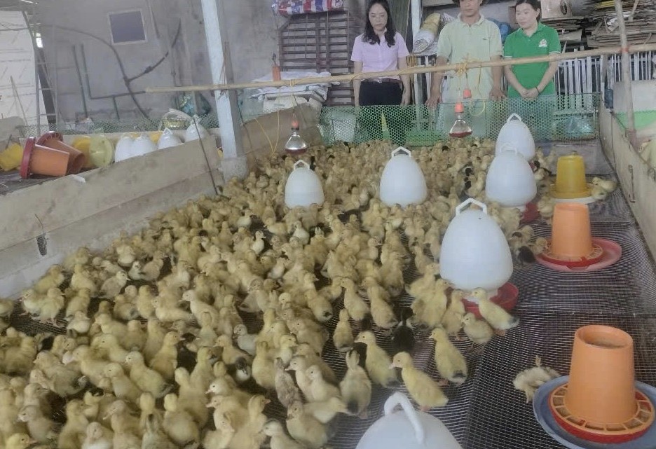 Hiệu quả từ mô hình nuôi, sản xuất con giống