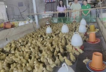 Hiệu quả từ mô hình nuôi, sản xuất con giống