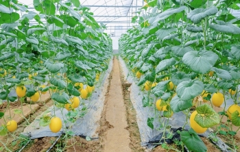 Tăng cường ứng dụng công nghệ cao gắn liền liên kết tiêu thụ sản phẩm nông sản