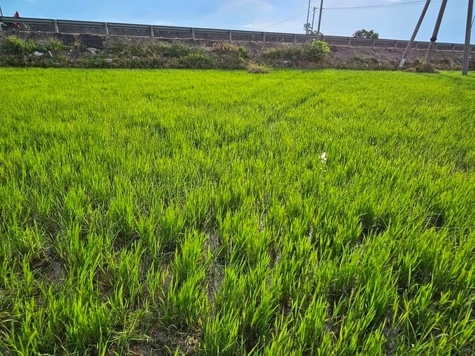 Hải Phòng: Chủ động phòng trừ chuột gây hại bảo vệ lúa Xuân 2025