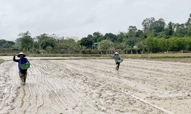 Quảng Bình: Hướng dẫn cơ cấu giống và lịch thời vụ cho bà con nông dân vụ hè-thu 2025