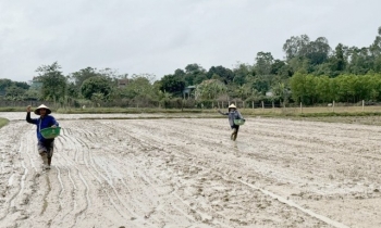 Quảng Bình: Hướng dẫn cơ cấu giống và lịch thời vụ cho bà con nông dân vụ hè-thu 2025