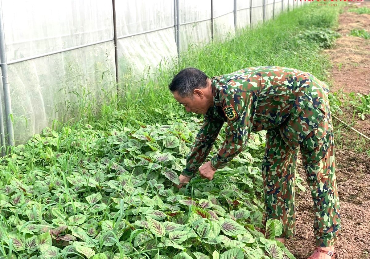 Kiên trì với tiêu chuẩn hữu cơ trong sản xuất nông nghiệp ở Hợp tác xã Thung Na
