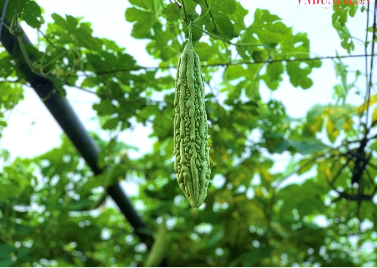 Kiên trì với tiêu chuẩn hữu cơ trong sản xuất nông nghiệp ở Hợp tác xã Thung Na