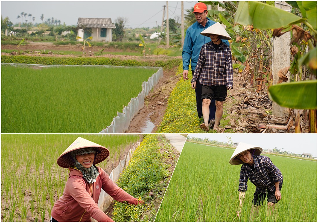 Ruộng đồng An Thanh “thắp lửa” cho nông nghiệp tử tế