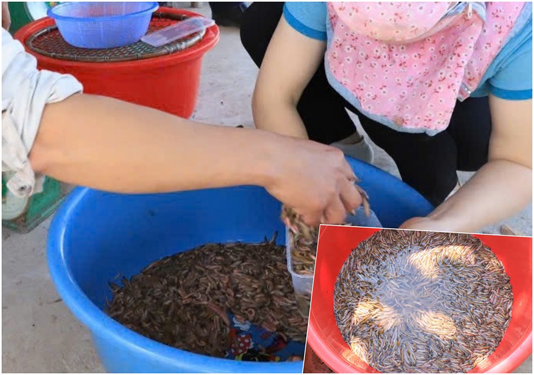 Ruộng đồng An Thanh “thắp lửa” cho nông nghiệp tử tế