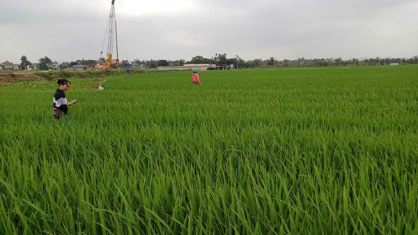 Hà Nội: Ban hành kế hoạch cấp mã số vùng trồng, thúc đẩy nông nghiệp bền vững