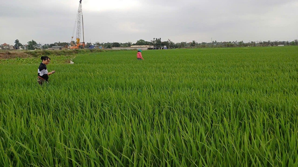 Hải Dương tăng cường chỉ đạo phòng trừ sâu, bệnh hại cây trồng