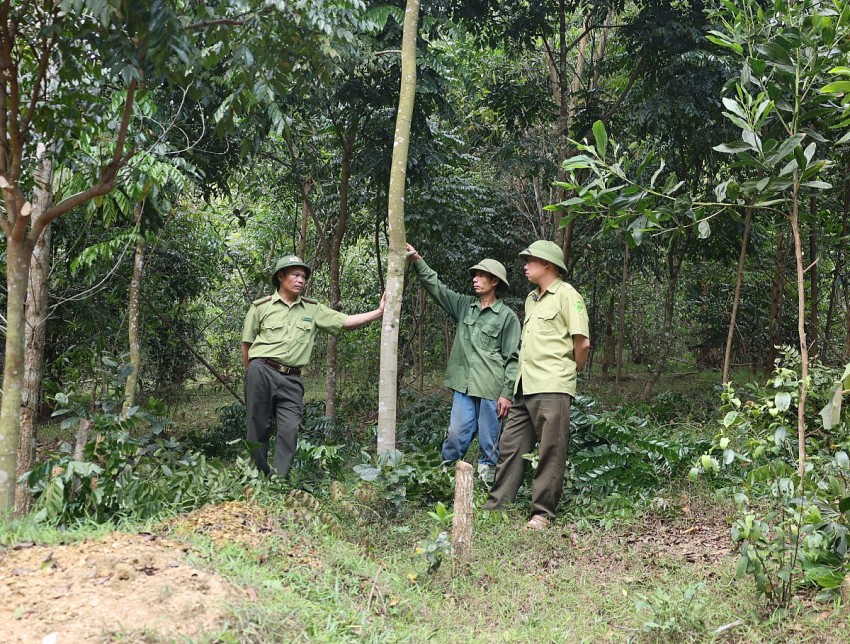 Dự án JICA2 giúp Nhiều hộ gia đình ở Thanh Tân và Xuân Thái chủ động trồng, bảo vệ, chăm sóc và tạo nguồn thu từ rừng.