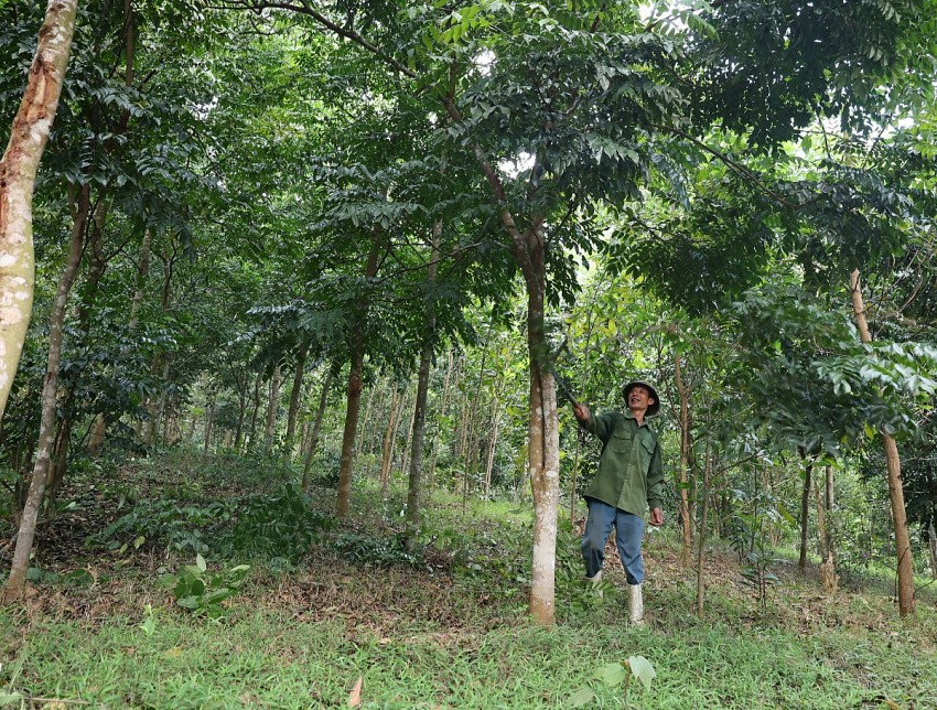 anh Đỗ Văn Hường phát tỉa cành nhỏ cho lim thuộc diện tích gia đình nhận khoán.