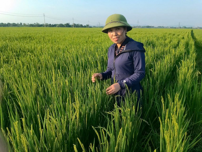 Trần Thị Tú, Giám đốc HTX nông nghiệp Thiệu Công cho rằng khi nào chính sách hỗ trợ liên kết vùng được thực hiện đầy đủ thì người dân mới mạnh dạn đầu tư phát triển nông nghiệp bền vững.