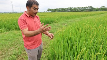 Thanh Hóa liên kết phát triển bền vững giống lúa J02 hữu cơ