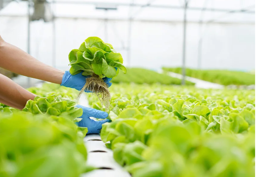 Nông nghiệp hữu cơ: Hướng đi xanh giúp tái tạo môi trường sống
