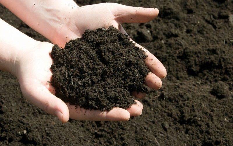 Nông nghiệp hữu cơ: Hướng đi xanh giúp tái tạo môi trường sống