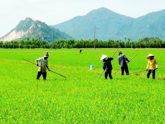 Ảnh minh họa.