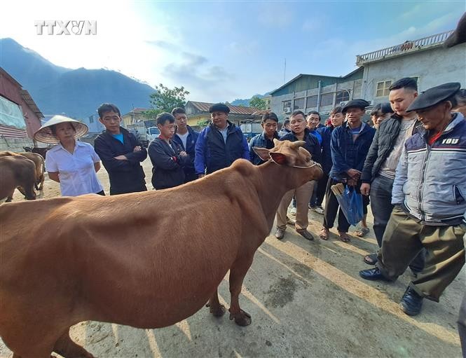 Mèo Vạc: Vùng đất tiềm năng cho chăn nuôi bò hữu cơ