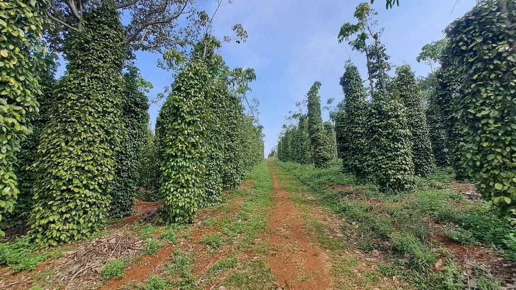 Đắk Nông: Nỗ lực định hướng phát triển sản xuất nông nghiệp hữu cơ
