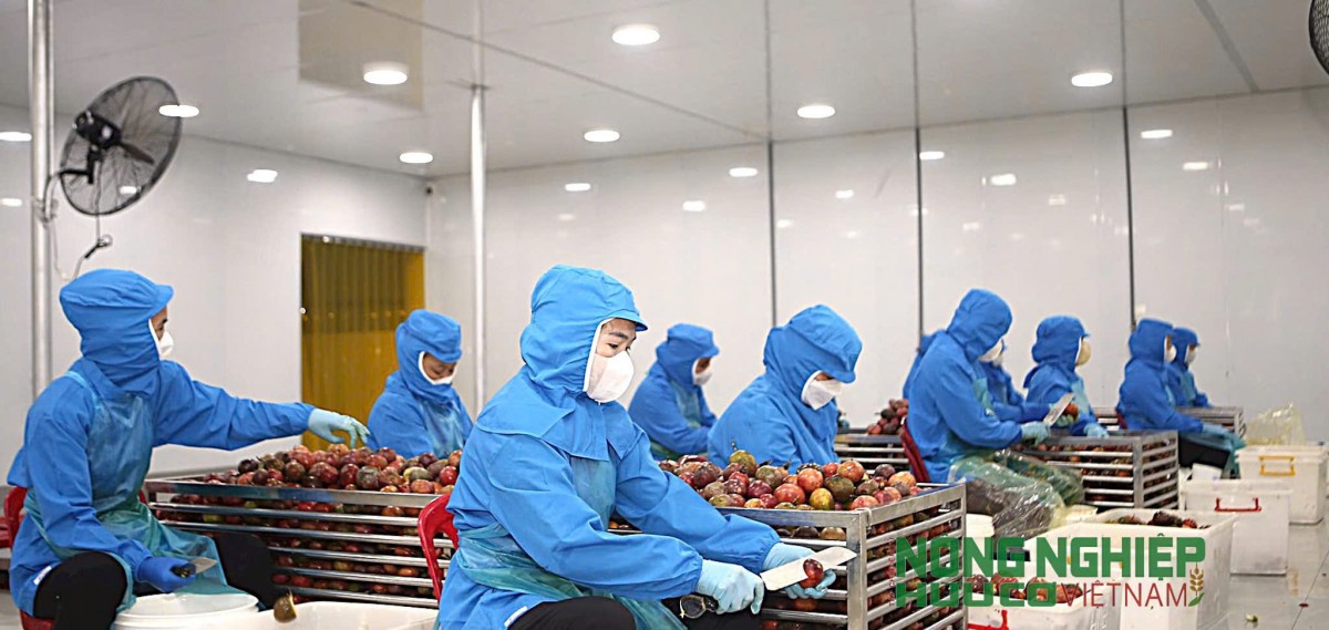 Đắk Nông: Bài toán nâng tầm nông sản xuất khẩu