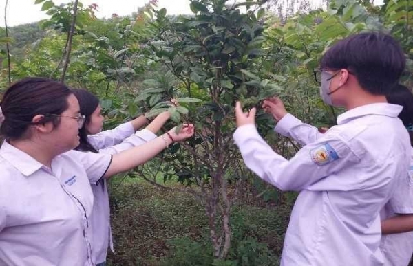 Quảng Ninh: Nhóm học sinh chế tạo ra chế phẩm giúp phòng bệnh cho trà hoa vàng