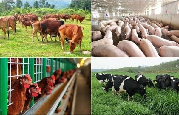 Khoa học công nghệ trong ngành chăn nuôi, thú y đã được quan tâm từ rất sớm