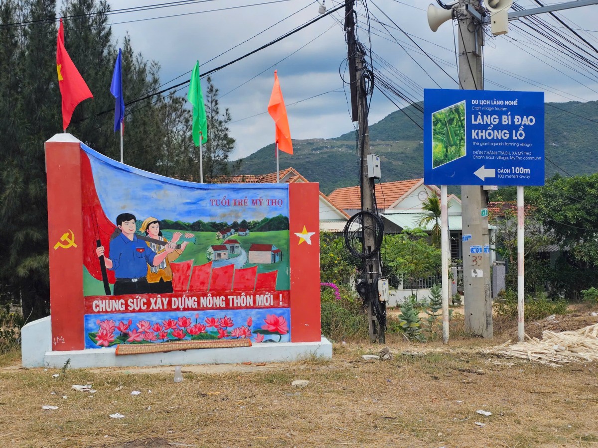 Mãn nhãn với vườn bí đao khổng lồ chỉ có ở Bình Định