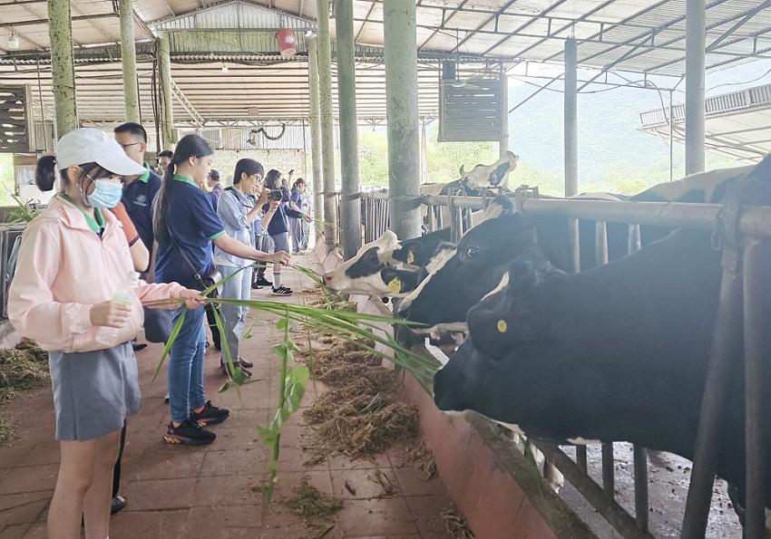 Trải nghiệm thực tiễn tại Mục Đồng farm giúp học sinh trường Genesis hiểu rõ giá trị của nông nghiệp hữu cơ với cuộc sống