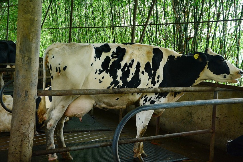 Trải nghiệm thực tiễn tại Mục Đồng farm giúp học sinh trường Genesis hiểu rõ giá trị của nông nghiệp hữu cơ với cuộc sống
