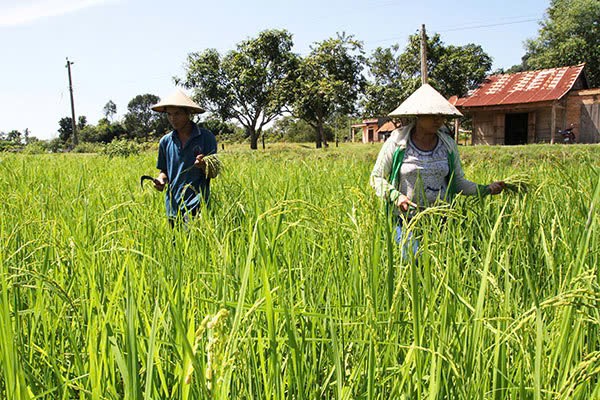Lâm Đồng: Phê duyệt vùng quy hoạch trồng lúa có năng suất, chất lượng cao
