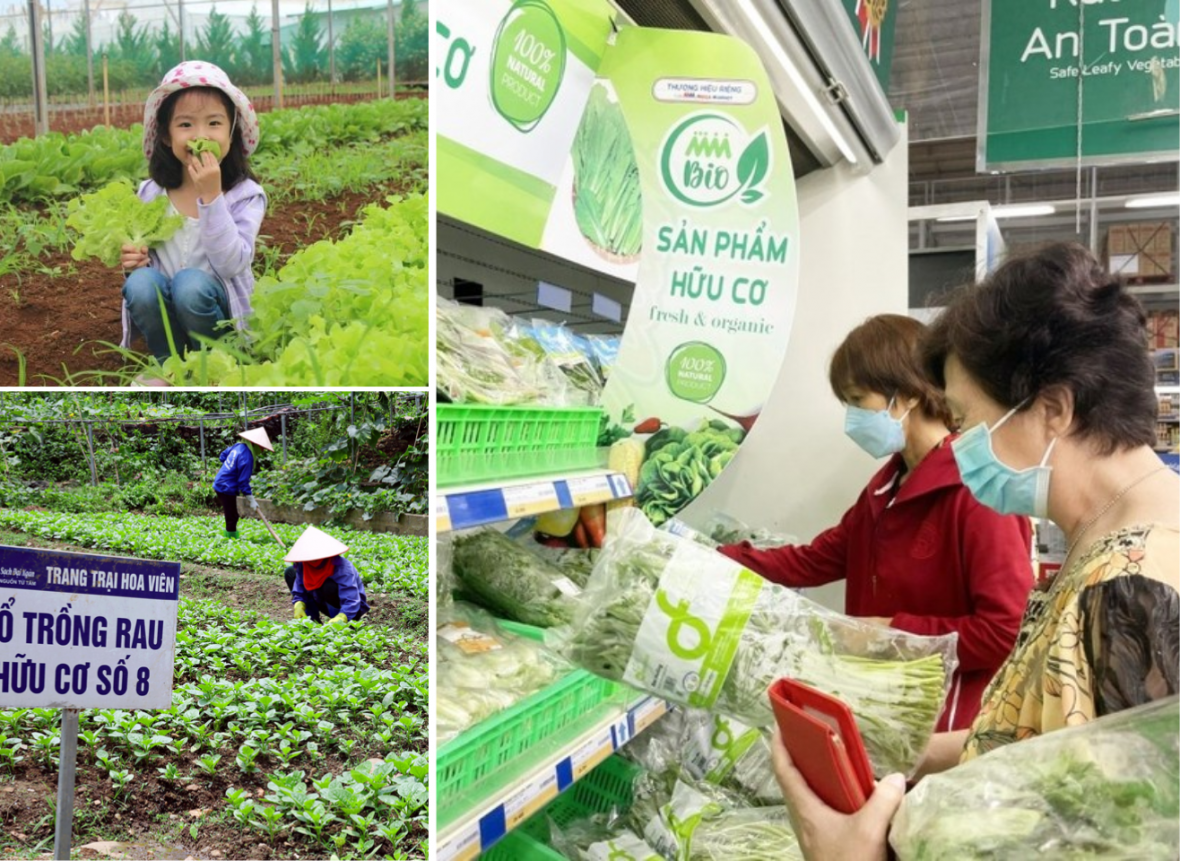KỲ 1: Thị trường “vàng thau lẫn lộn” - Ai đang cấp giấy chứng nhận hữu cơ ở Việt Nam?