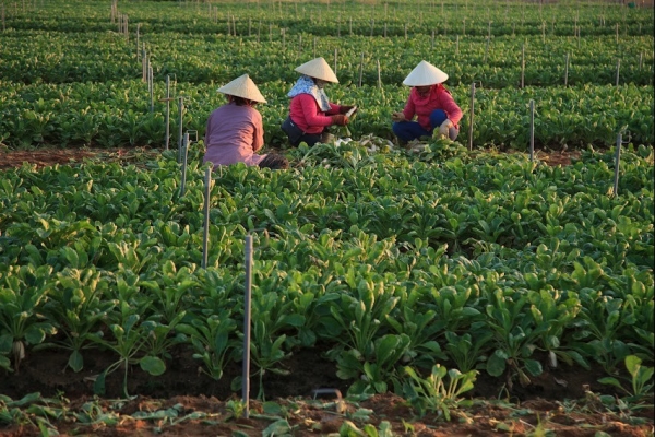 Đâu là nguyên nhân khiến nông dân chưa thực sự mặn mà với nông nghiệp hữu cơ?