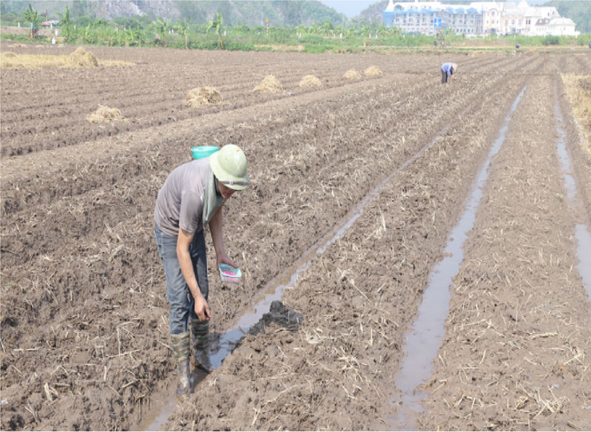 Thái Bình: Tiến độ gieo trồng cây màu vụ hè đạt kết quả cao