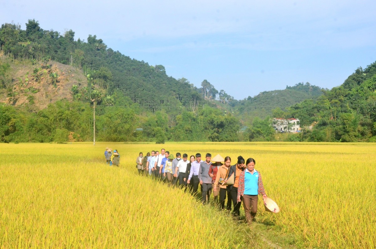 Ba Bể - Bắc Kạn: Áp dụng kỹ thuật sản xuất lúa hữu cơ giúp cây lúa sinh trưởng, phát triển tốt