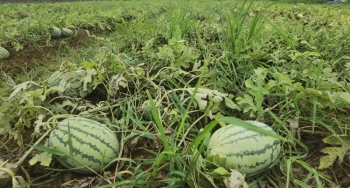 TP Uông Bí (Quảng Ninh): Nông dân hứng khởi thu hoạch dưa Điền Công