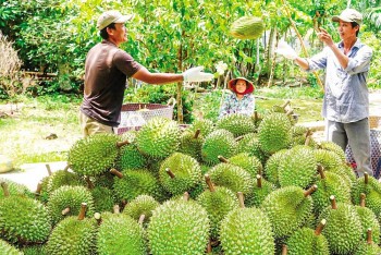 Khơi thông các điểm nghẽn, tạo nền tảng phát triển bền vững cho ngành hàng sầu riêng