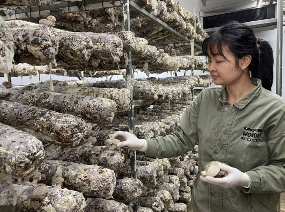Hiệu quả mô hình trồng nấm sạch theo tiêu chuẩn hữu cơ