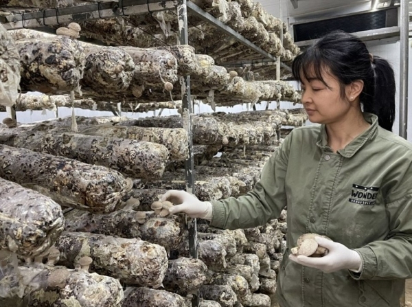 Hiệu quả mô hình trồng nấm sạch theo tiêu chuẩn hữu cơ