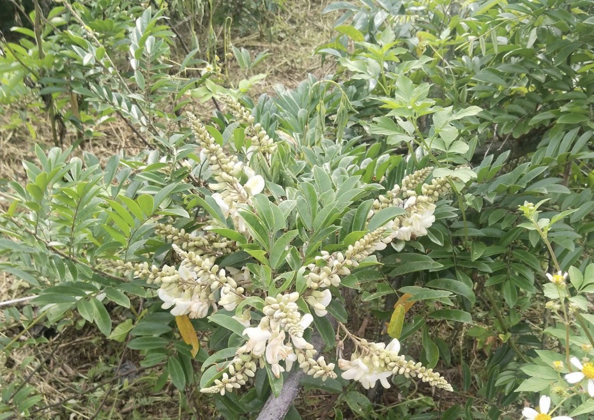 Sản xuất giống và trồng Cát Sâm - Hướng đi mới trong bảo tồn và phát triển cây dược liệu quý