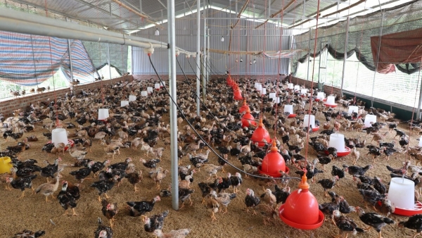 Những lợi ích thiết thực khi nuôi gà trên đệm lót sinh học